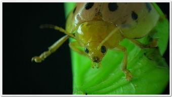 瓢虫 在线观看,在线探索奇妙昆虫之旅