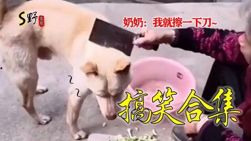 搞笑熊孩子爆料视频合集,童言无忌，笑料百出