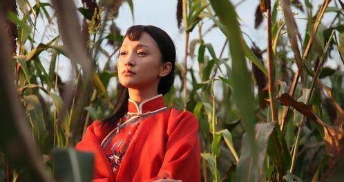 红高粱免费在线观看,激情燃烧的岁月，热血沸腾的传奇