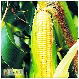 玉米角色爆料怎么做视频,揭秘视频制作背后的秘密