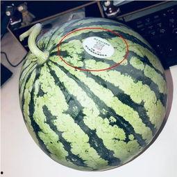 四川吃瓜网红,带你领略麻辣美食与趣味生活