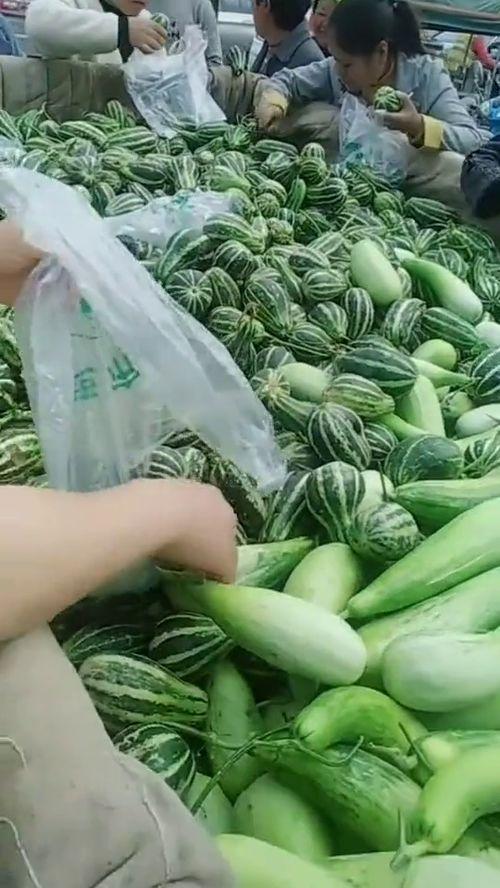 农民免费吃瓜视频,农民免费吃瓜，共享丰收喜悦