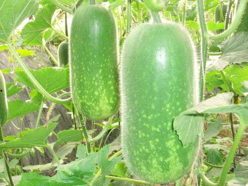 网红陈佩奇吃瓜视频大全