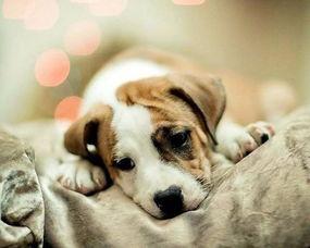 一个狗狗最新爆料图片视频,萌态百出，萌翻网友心