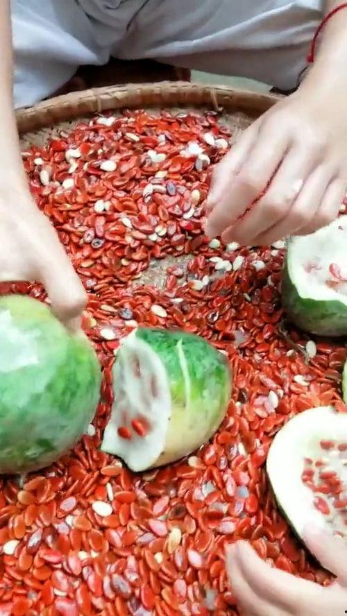 吃瓜事件网红瓜子